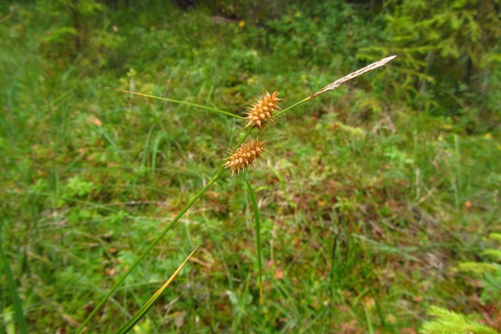 älgört, humleblomster, dvärgtranbär, lingon, odon m.m. Visst naturvärde - naturvärdesklass 4.