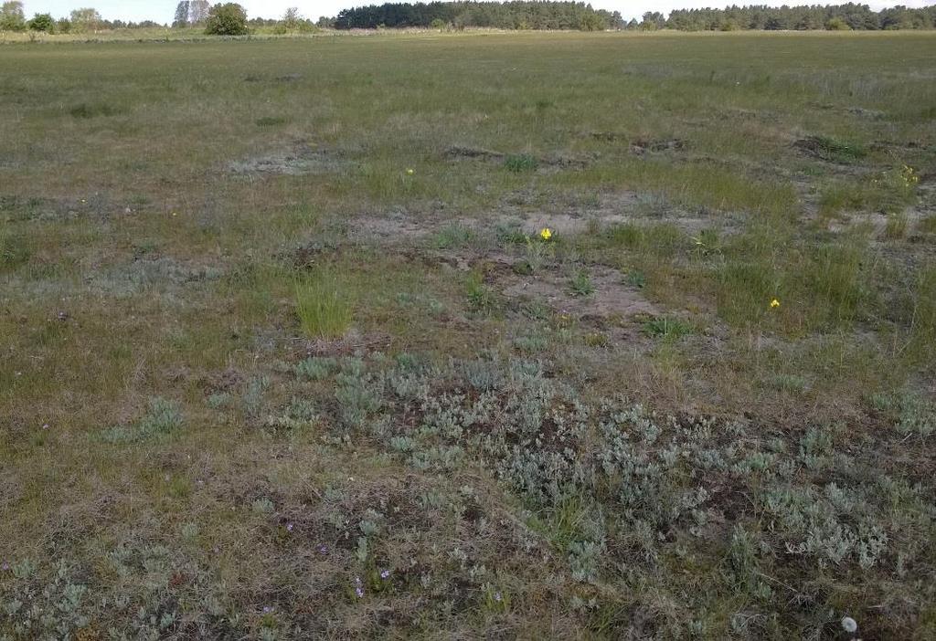 noterades i västra delen är puktörneblåvinge, kvickgräsfjäril, mindre guldvinge och kamgräsfjäril.