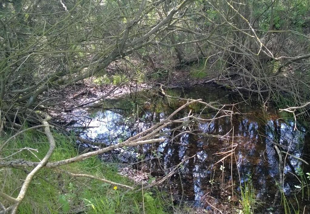 Naturvärdesobjekt AHUS_14_108_6 Naturvärdesklass 4 Påtagliga naturvärden Biotopvärden: Småvatten, Salix Beskrivning: Småvatten, igenvuxet med vass.