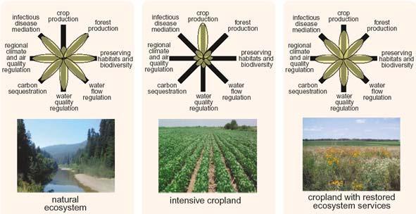 3. Förenklad syn på syftet med bevarande Land sparing handlar om bevarande av biologisk mångfald i sig (med populationsstorlekar som proxy) Land sharing