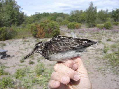 2. Verksamheten 2006 Fågelstationens verksamhet 2006 omfattade en inventering på Haparanda Sandskär den 16-18 juni, ringmärkning av boungar på öar i Haparanda skärgård samt ringmärkning och