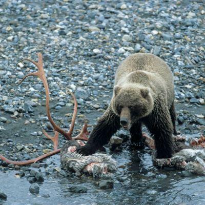 Dag för dag-program Dag 1 - Onsdag Avresa Skandinavien - Ankomst Alaska