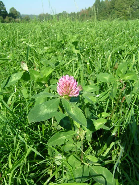 Rödklöver (Trifolium pratense L.