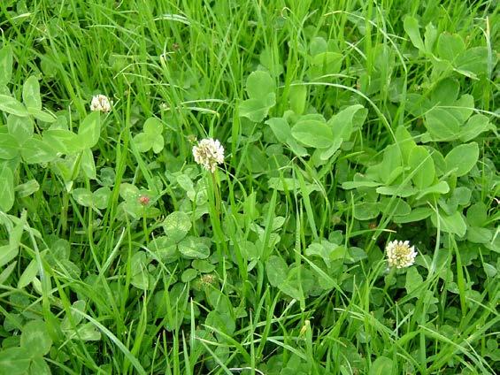 Vitklöver (Trifolium