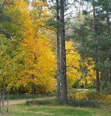 2 Träd Riktlinjer Val av träd, storlek på träden, både gatuträd och parkträd bestäms i samråd med ansvarig på Håbo kommun.