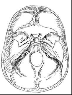 Figur 7: Skallbasen med os sphenoidale sett