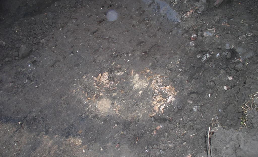 Fotot visar ett kadaver, cirka 0,45x0,4 meter, i en grop belägen i schakt 4.