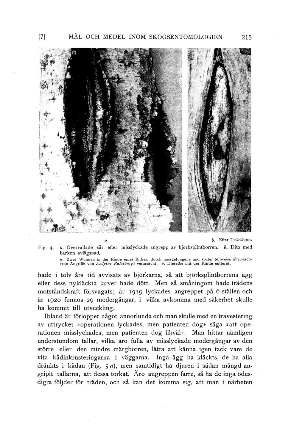 [7] MÅL OCH MEDEL INOM SKOGSENTOMOLOGIEN 215 a. o. Efter TRÄGÅRDH. Fig. 4. a. Övervallade sår efter misslyckade angrepp av björksplintborren. b. Dito med barken avlägsnad. a. Zwei '\Vunden in der Rinde eines Birkes, durch missgelungene und später teilweise iiberwachsene Angriffe von ~colyl'us Ratzeburgi verursacht.