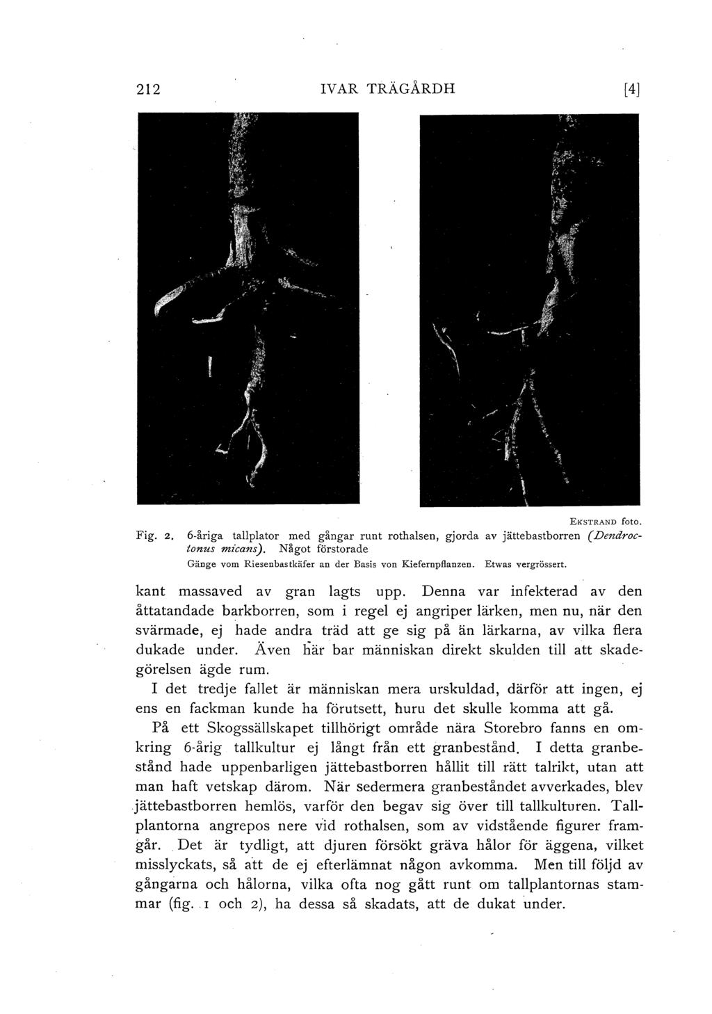 212 IV AR TRÄGÅRD H [4] Fig. 2. EKSTRAND foto. 6-åriga tallplator med gångar runt rothalsen, gjorda av jättebastborren ( Dendractonus micans).