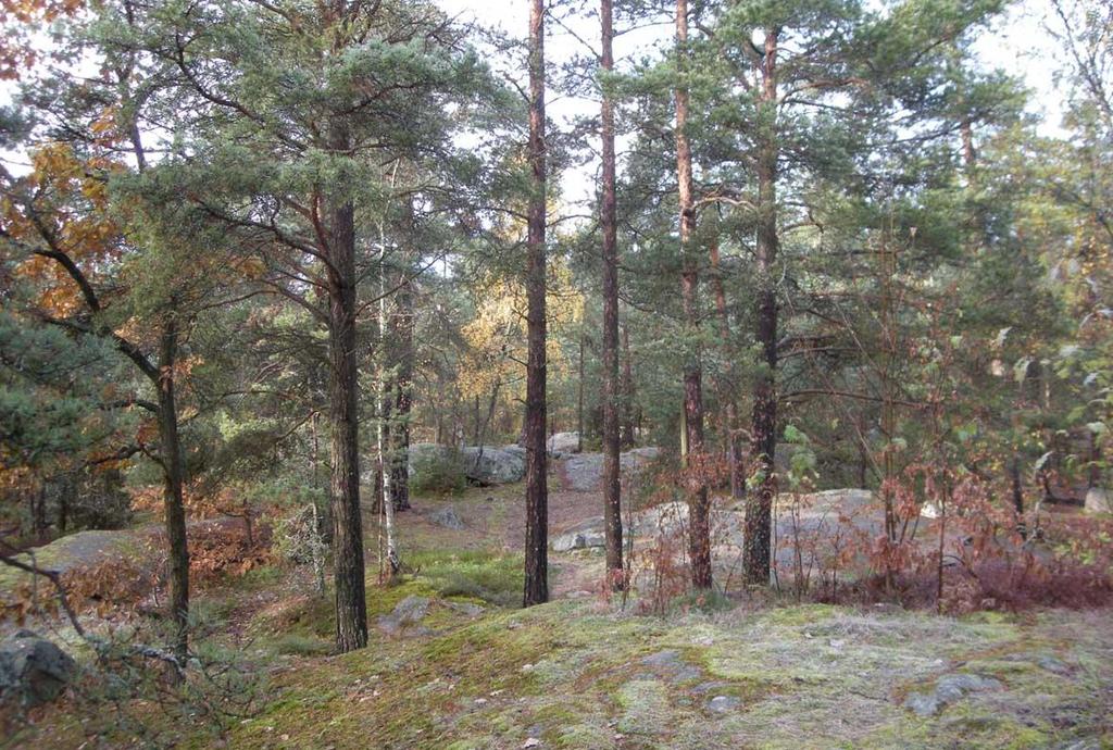 Berghällar i planområdets högre belägna delar Sumpskogen/våtmarken som är belägen inom områdets högsta del.
