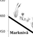 Älgesta Strandängen vid Älgesta var svagt lutande med undantag för den korta och tuvade zonen med fuktängs-lågstarrvegetation (figur 3) som hade starkare lutning.