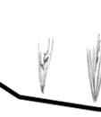 Borrproverna visade på ett luckert torvlager med en tjocklek på 25-65 cm, vilket tillsammans med förekomsten av vitmossor (Sphagnum squarrosum och Sphagnum fallax) längs delar av transekten tyderr på