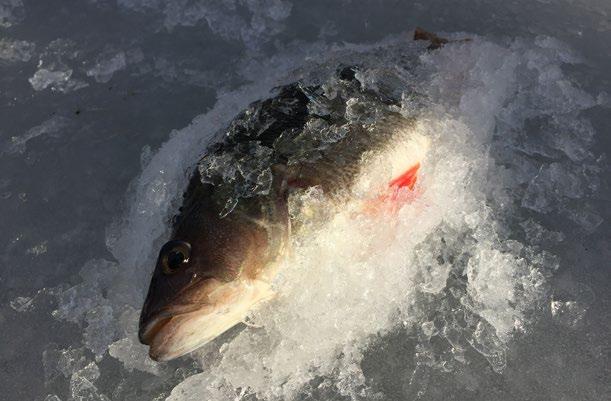 Välkommen att prova fiskelyckan! Plats: Måsnaren, Ormön (59.171717 17.594677). Hitta hit: Parkering vid Eklundsnäsbadet. Följ Måsnarenleden (blå markering) norrut i ca 600 m.