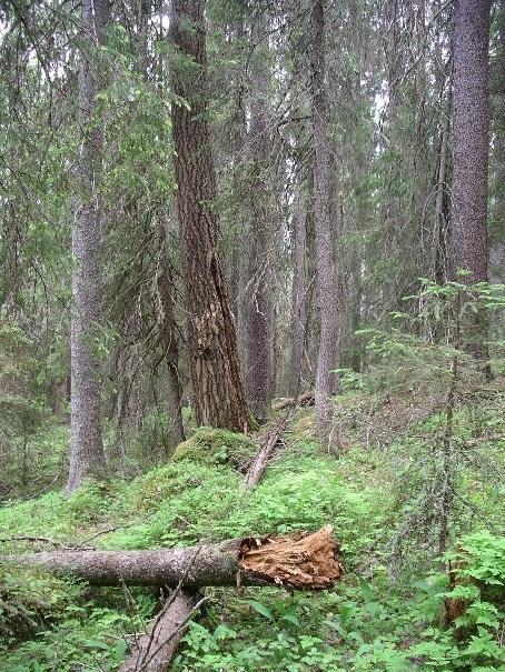 1 / 11 Beslut Datum 2017-12-18 511-6493-2017 Dnr (anges vid skriftväxling) Dossiénr NVR2046879 Beslut för bildande av naturreservatet Höksberget Uppgifter om naturreservatet Naturreservatets namn: