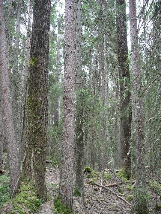 5 / 11 PLANDEL Skötsel och förvaltning av naturreservatets naturvärden Naturreservatet har delats in i tre skötselområden (A-C) där den långsiktiga förvaltningen av områdets främst skogliga