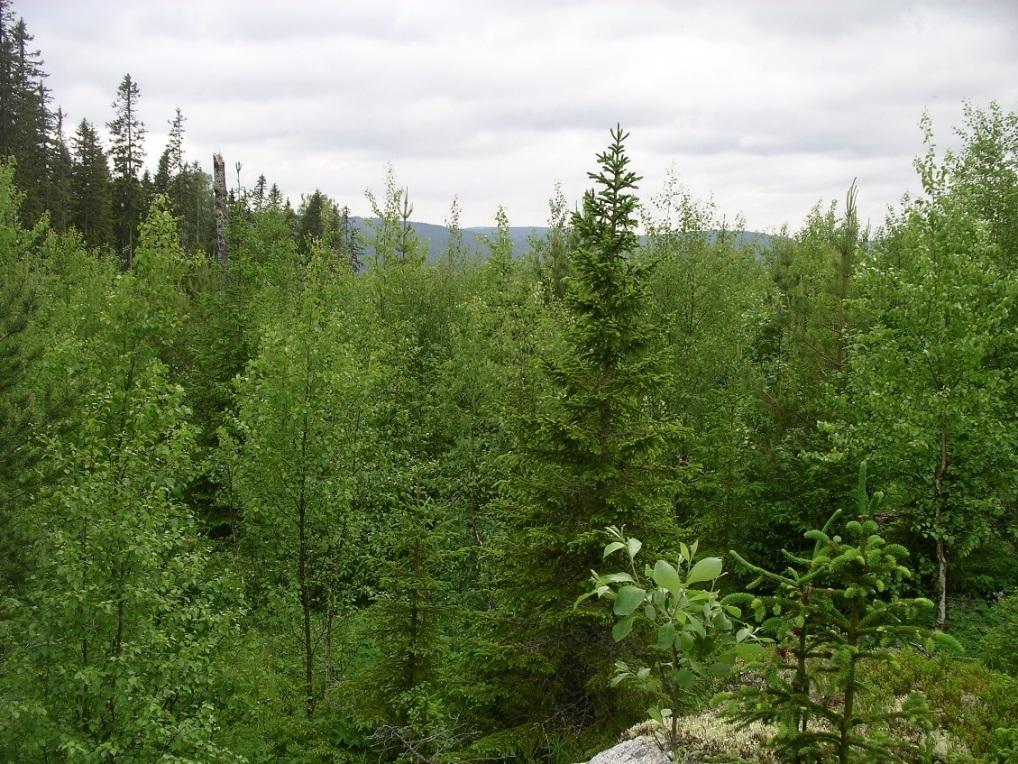 7 / 11 Bevarandemål Skötselområdet ska bestå av en äldre lövträdsrik skog med stor förekomst av gamla och grova lövträd samt av stående och liggande död ved av lövträd i olika nedbrytningsstadier.