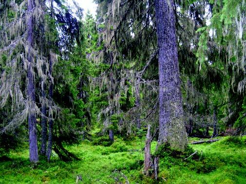 riksskogstaxeringen fanns 1925 i genomsnitt 5,2 barrträd grövre än 35 cm per hektar skogsmark i länet.