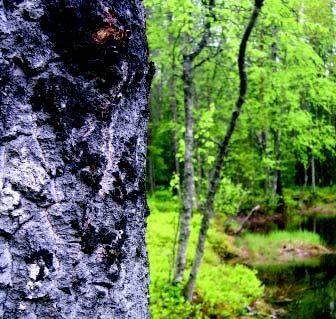 Två rödlistade arter som är knutna till asp är liten aspgelélav och stiftgelélav, som här fotograferats på Pärberget i Bjurholms kommun. Foto: Andreas Garpebring. och vårtbjörk (i den ordningen).