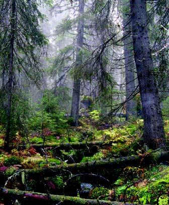 På Ramsjöliden i den västra delen av Vindelns kommun finns en flerskiktad grannaturskog med inslag av björk samt här och var rönn och asp.