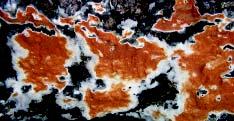 Arealmålet fördelas enligt följande: 2. Nordboreal region 110 000 hektar 3. Sydboreal region 135 000 hektar 4. Boreonemoral region 133 000 hektar 5.