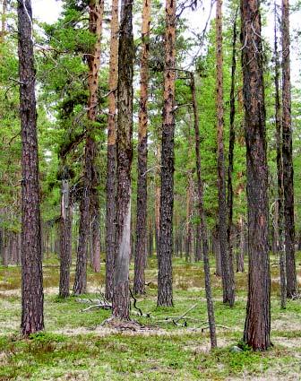 På de sandiga sedimenten i Vindelälvens dalgång vid Mårdsele finns äldre tallskog med höga