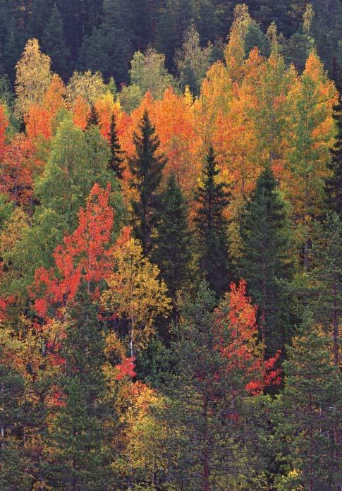 Länsstyrelsen och skogsvårdsstyrelsen i Västerbottens län har statens uppdrag att skydda skog som en del i arbetet med att bevara den biologiska mångfalden och uppnå miljömålet Levande skogar.