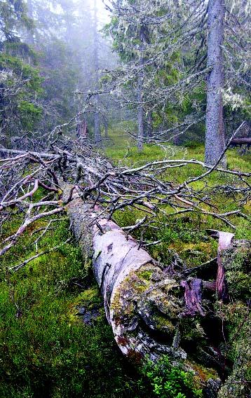 På Vinliden i Sorsele kommun växer granurskog med gamla träd, gott om död ved och ett relativt stort inslag av