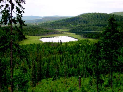 Trakt 20, Stenbithöjden, är ett grandominerat område på gränsen mellan Åsele och Dorotea kommuner, vid gränsen till Västernorrlands län.
