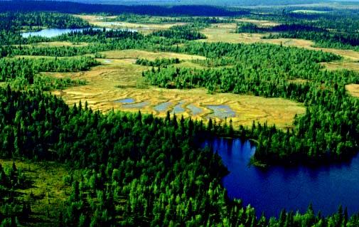 Stora myr- och naturskogsmosaiker finns bl.a. på Stöttingfjället, det höjdområde som sträcker sig längs Lycksele kommuns gräns mot Vilhelmina och Åsele.