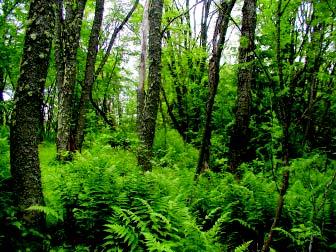 ! Äldre naturskogsartade skogar. Äldre skogar som uppkommit genom naturlig föryngring. Där finns ett inslag av mycket gamla träd eller ett påtagligt inslag av död ved.! Ravinskogar.