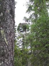 Störningar på omgivande natur Grundidén till en utbyggnad av vindkraft är att man skall få fram miljövänlig energi.