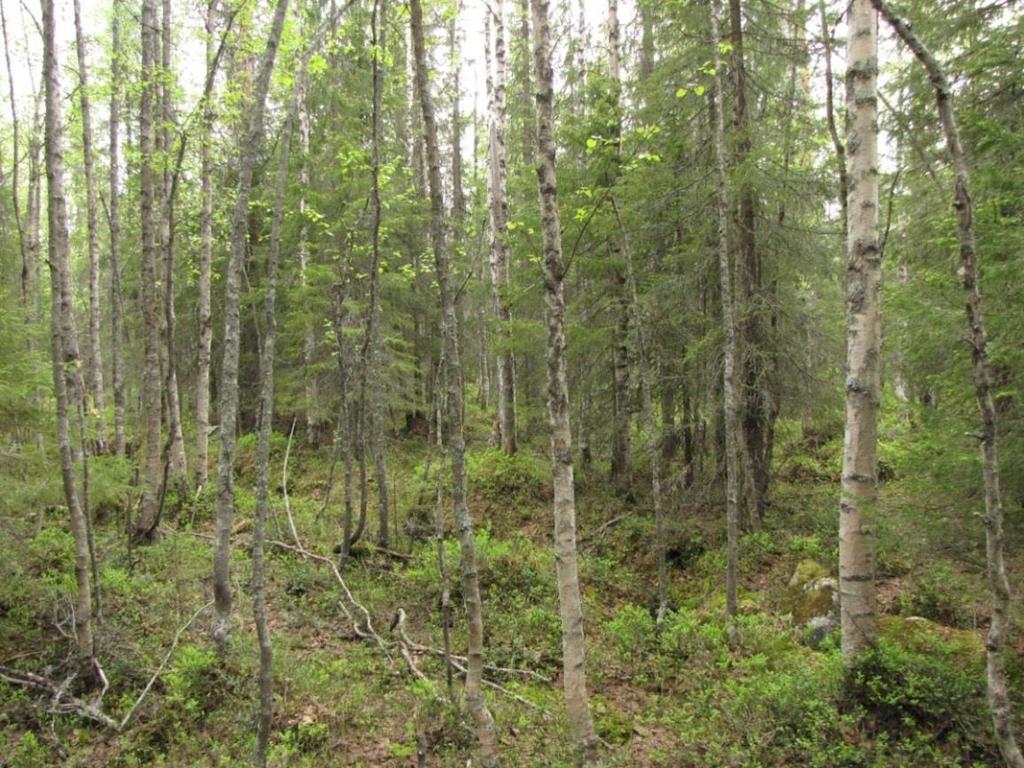 SKÖTSELPLAN Bilaga 4 5 (9) självgallring sker i dagsläget i skogen, som hyser ett visst inslag av död ved.