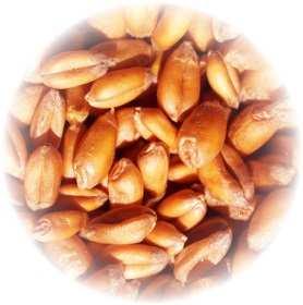 6 Yield, t/ha 30 % mildew F1 Power (% mildew F1) 6.4 Power (Yield, t/ha) 25 6.2 20 6 5.8 15 5.