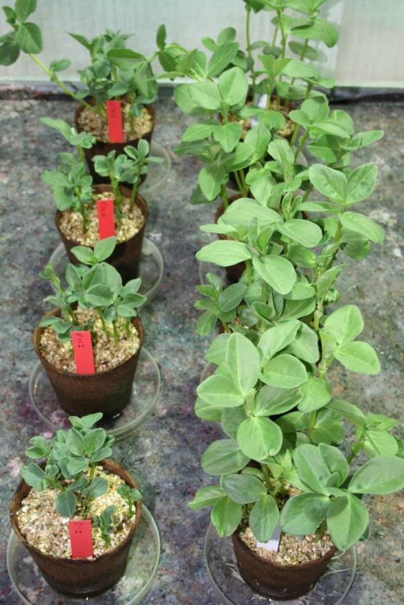 Rotröta (Phytophtora pisi) Åkerbönor
