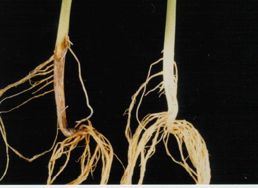 Fusarium