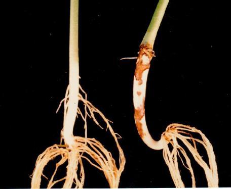 Rhizoctonia solani