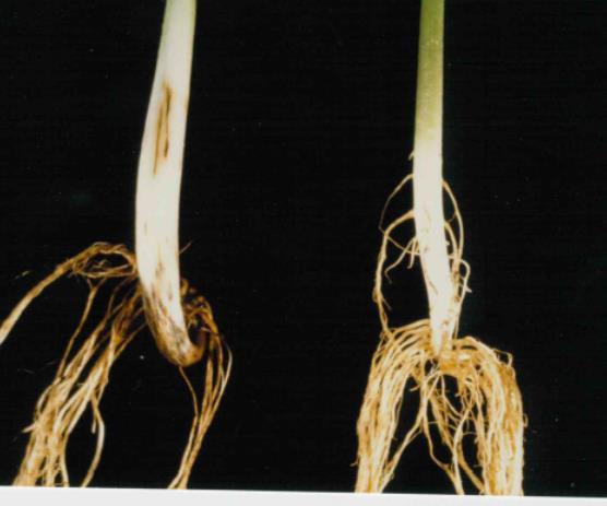 Thielaviopsis basicola