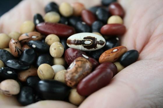 Trindsäd för foder och humankonsumtion Ärter Pisum sativum (gula, gröna, gråärt, foderärt m.fl.