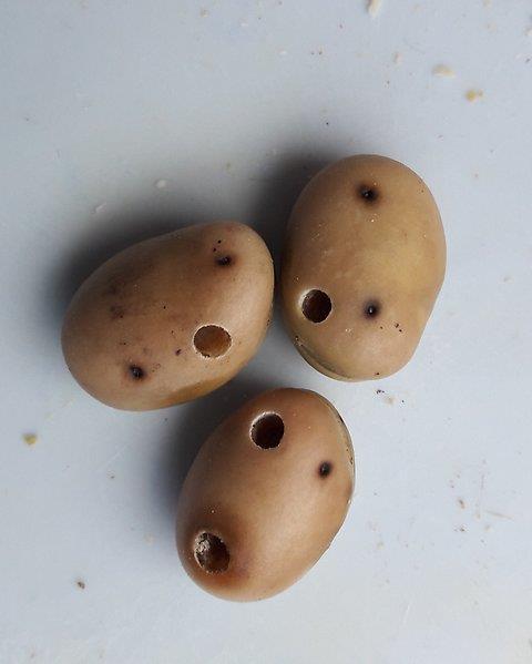 Insekter Ärtvecklare - problem i ekologisk