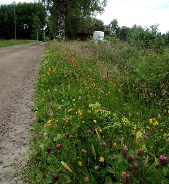 Skötseln av dessa vägkanter ligger utanför ert ansvar så vitt jag förstår men värdet av dem är värt att uppmärksamma. Vid sidan av blomremsorna är dessa de mest blomrika områdena på gården.