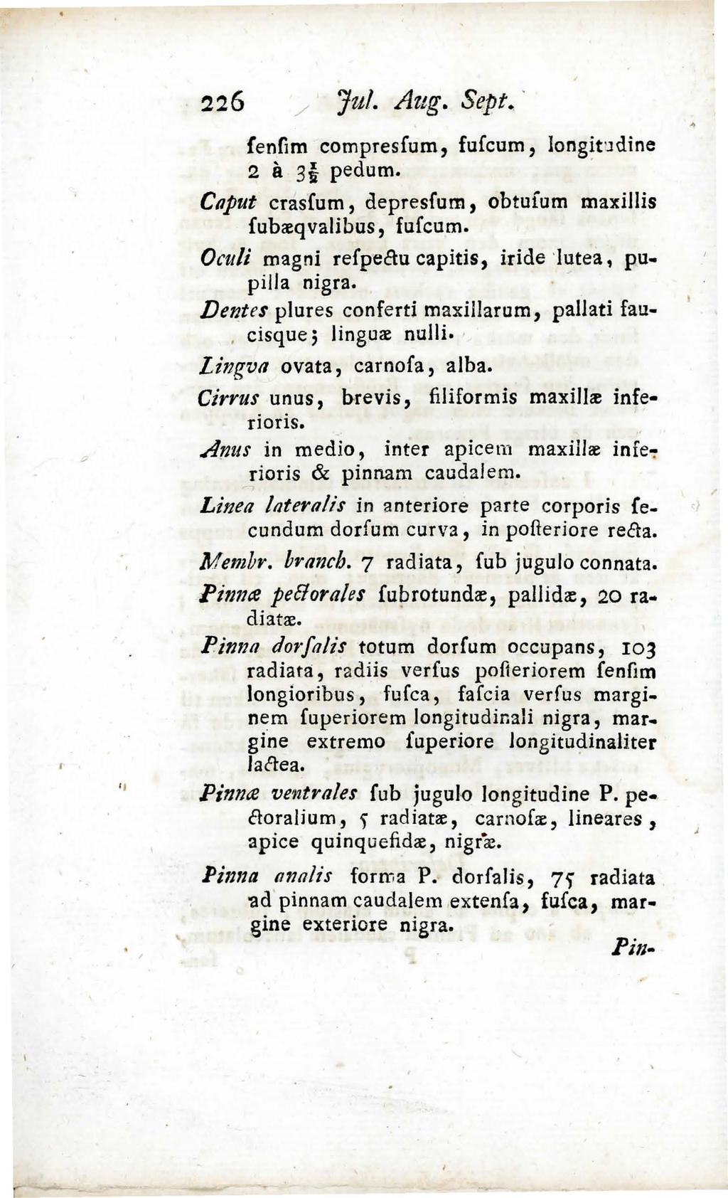 " / jul. Aug. Sept. ' lenfim eompresfum, fufeum, longit:jdine 2 il 3{ pedum. Cnput crasfum, depresfum, obtufum maxillis fubreqvalibus, fufeum. Oculi magni refpecru eapitis, iride '!utea, pu.