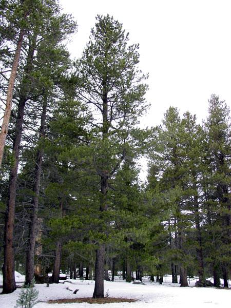 Ekologisk effekter av contortatallen Totala artrikedom minskar Fragmentering av biologisk mångfald på landskapsnivån Fågelfaunan minskar med 68-71 % Skuggintolerant markvegetation minskar Renlaven