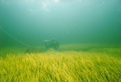 Ålgräs Per Olsson Inledning Ålgräsundersökningar har utförts sedan 1994 inom ramen för Sydkustens Vattenvårdsförbunds övervakningsprogram.