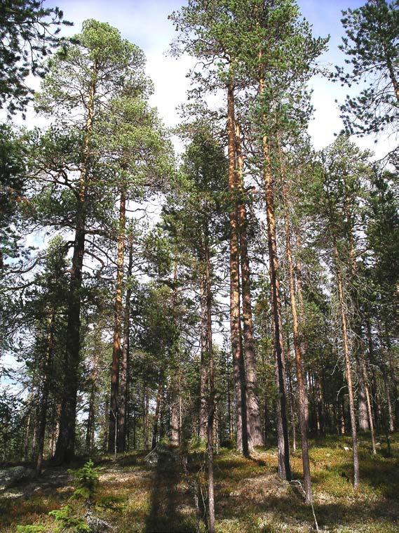 6 / 10 PLANDEL Skötsel och förvaltning av naturreservatets natur- och kulturvärden Naturreservatet är indelat i två skötselområden A (A1 A5) och skötselområde B. Skötselområde A.