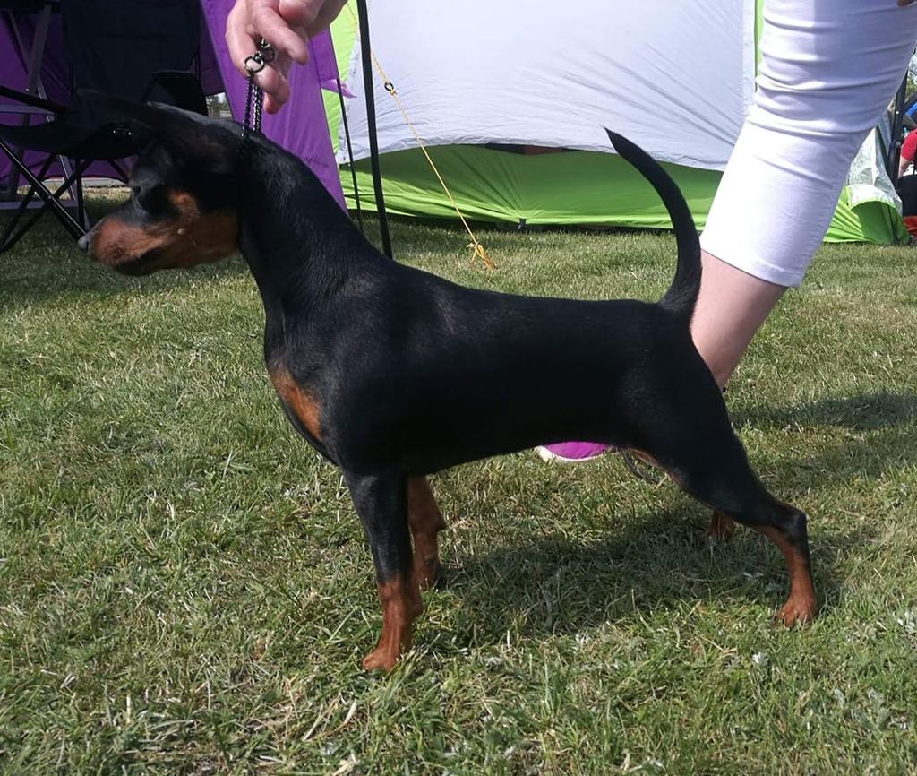 VUODEN KASVATTAJA 2018 1. kennel A DREAMS 98,0 p. om. Marja-Leena Kurvinen 2. kennel PINSERELLA s 83,0 p om. Johanna Tammiala 3. kennel MILDSTREAM 63,0 p. om. Laura Sällström 4.