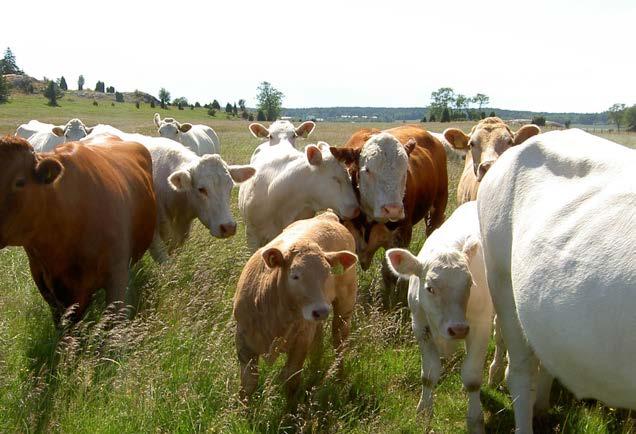 11 ETT RIKT ODLINGSLANDSKAP Det finns fortfarande ett stort antal betesdjur i länet men trenden är minskande avseende nöt och får. En del betesdjur betar i dag vallar istället för naturbetesmarker.