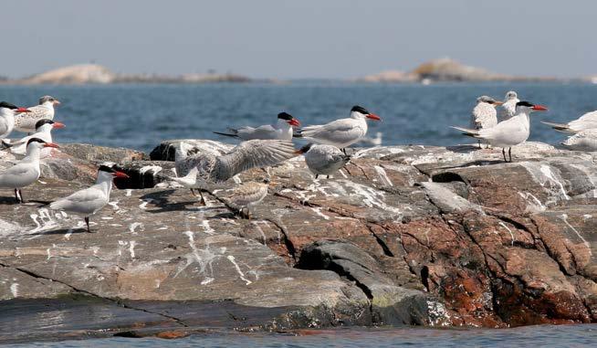 8 HAV I BALANS SAMT LEVANDE KUST OCH SKÄRGÅRD Fåglar som finns med på rödlistan och som observerats i länets marina miljö är bl.a. skräntärna, havsörn och kustlabb.