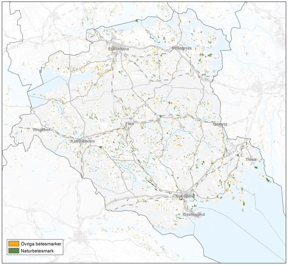 11 ETT RIKT ODLINGSLANDSKAP 11.1. Gräsmarkerna i länet Gräsmarkerna i Södermanland består till stor del av naturbetesmarker av olika slag som öppen betesmark, ekhagar, björkhagar, skogsbeten,