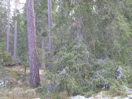 2.1.1 Skötselområde 1, sen barrblandskogssuccession Areal: 42,2 ha Gammal tall & senvuxen gran sida vid sida. Sumpskog med klibbal och gran. Foto Annika Forsslund.