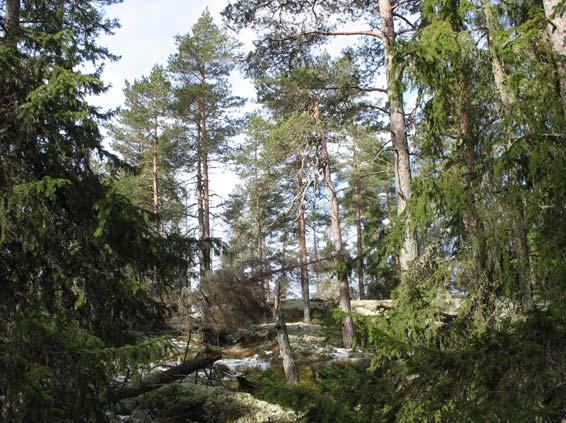 Hällmarkstallskog på höjder och granskog i svackor. Foto Annika Forsslund Delområde 1D) Barrblandskog av blåbärstyp med inslag av bergimpediment och sumpskogspartier.
